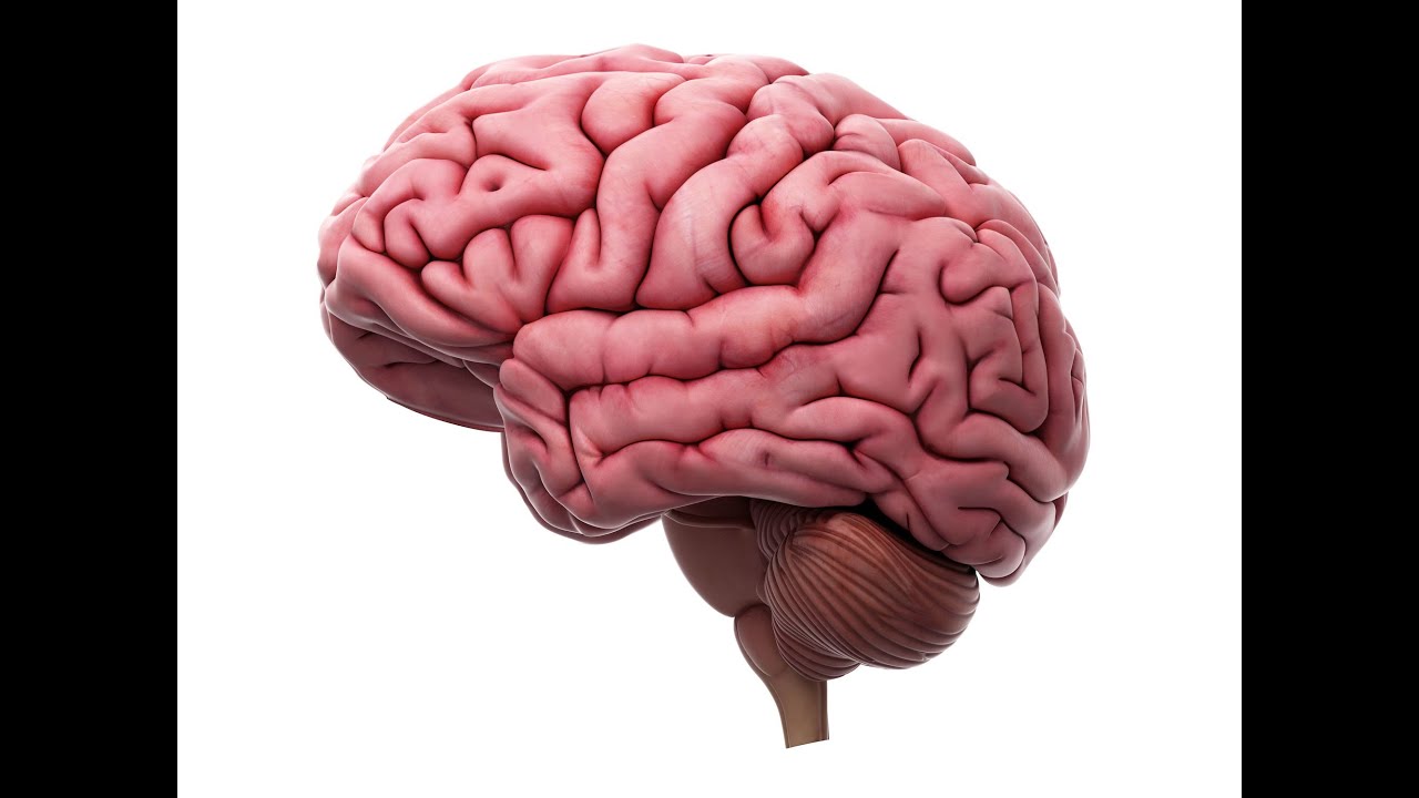 WHAT IS NEUROSCIENCE IN BUSINESS