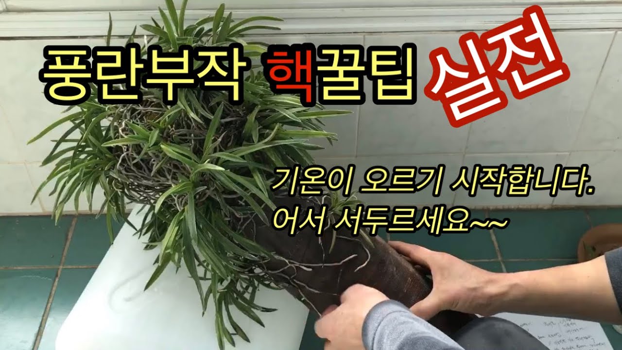 풍란 붙이기 꿀팁, 풍란부작