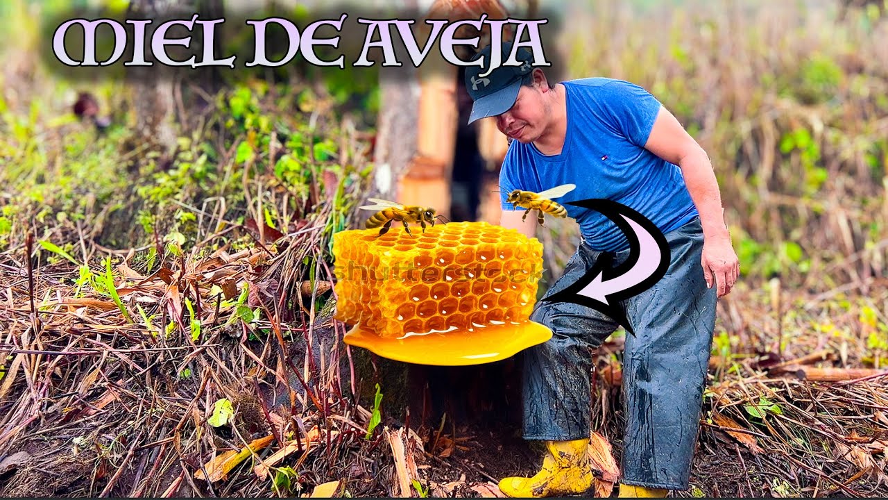 De esta manera extraemos miel de aveja 100 % natural en el campo - DON PEDRITO