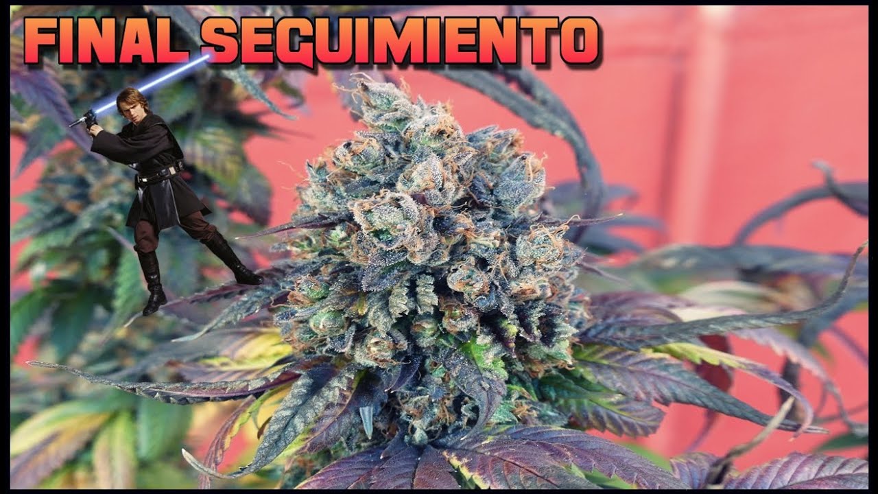 SEGUIMIENTO ROYAL SKYWALKER #3 LA COSECHA