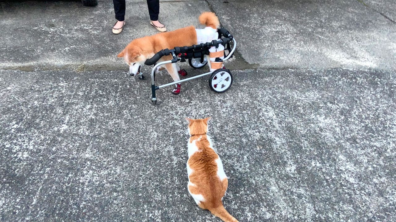 老犬介護：犬用の車椅子（歩行器）をオーダーメイドした