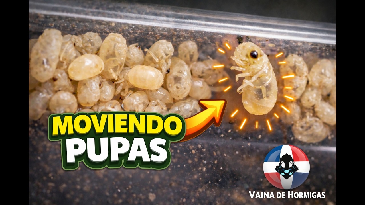POR QUE MUEVEN LAS PUPAS – APHAENOGASTER RUDIS | DIARIO DE COLONIA DE HORMIGAS