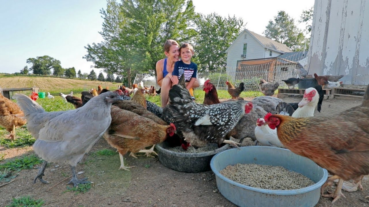 C&oacute;mo es vivir con 85 gallinas