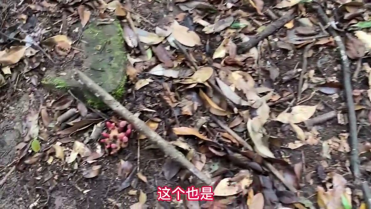 山路边发现稀有珍贵药材，以为是冬虫夏草，听说一斤能卖6000