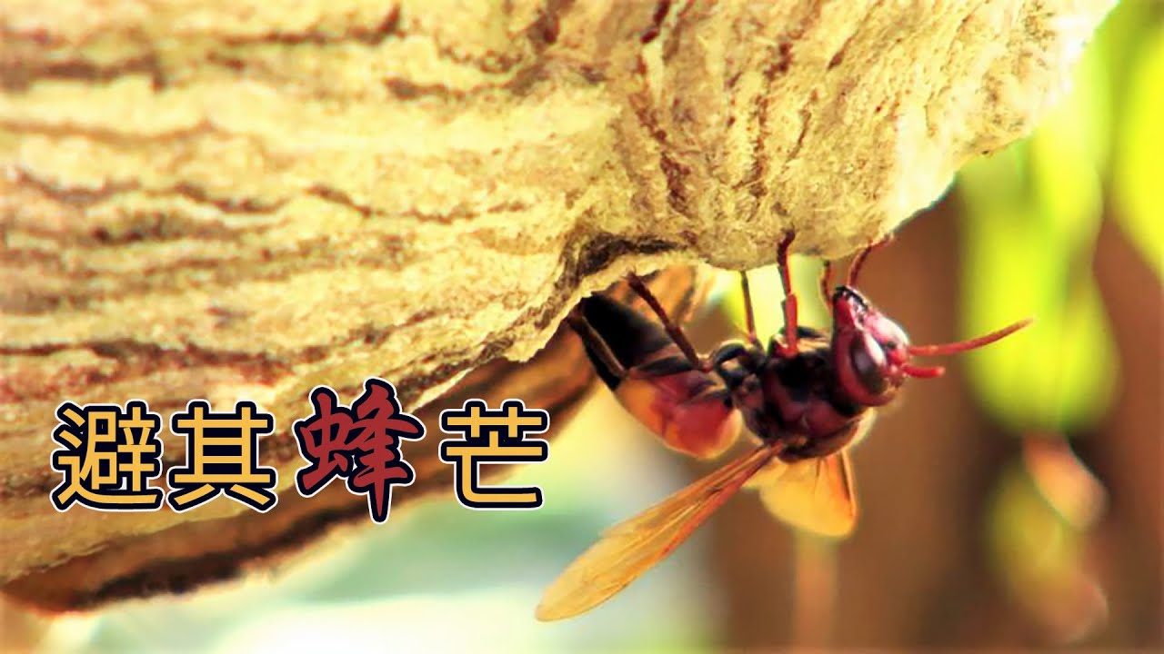 【虎頭蜂】避其「蜂」芒：你害怕虎頭蜂嗎？ (我們的島第1082集 2020-11-23)