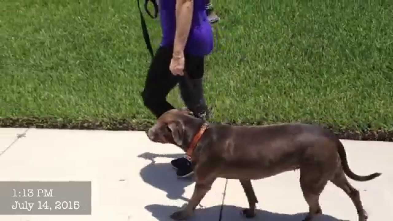No Jumping - Front Door Manners - Dog Training of Fort Myers K9- Patrick Logue
