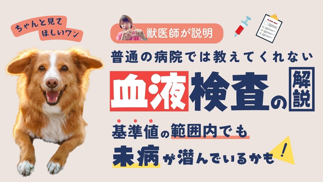 【獣医師が解説】血液検査の結果、基準値の範囲内でもOKとも限りません！（東洋医学的には）