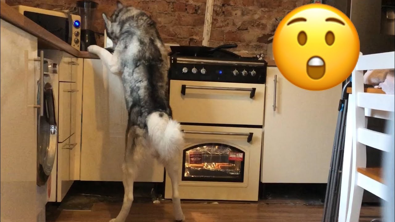 HUSKY OBEDIENCE TEST!! (Will They Steal the Baby Food?)