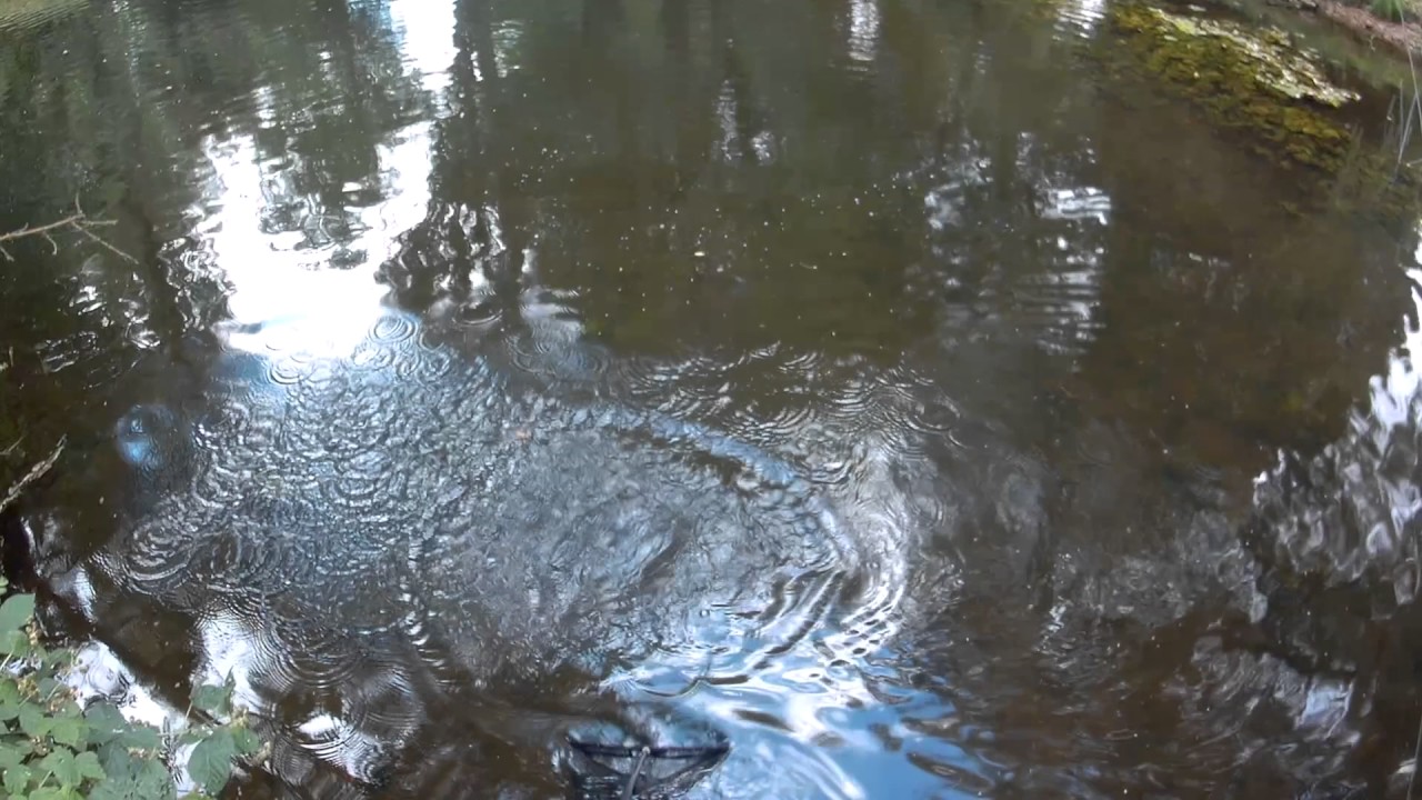 Link leger fishing for Chub!