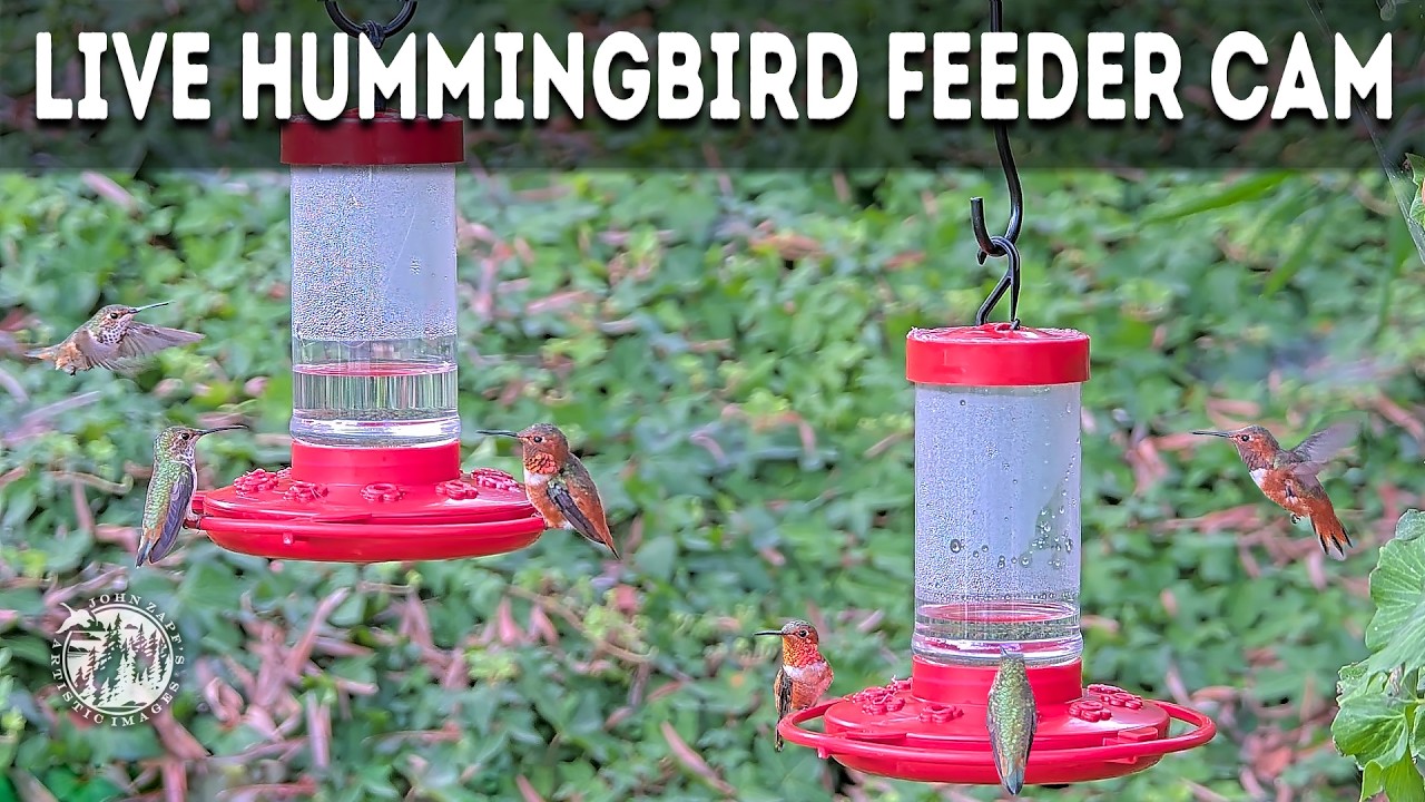 🔴 Live 24/7 🔊 Hummingbird Feeder Cam with Relaxing Sounds