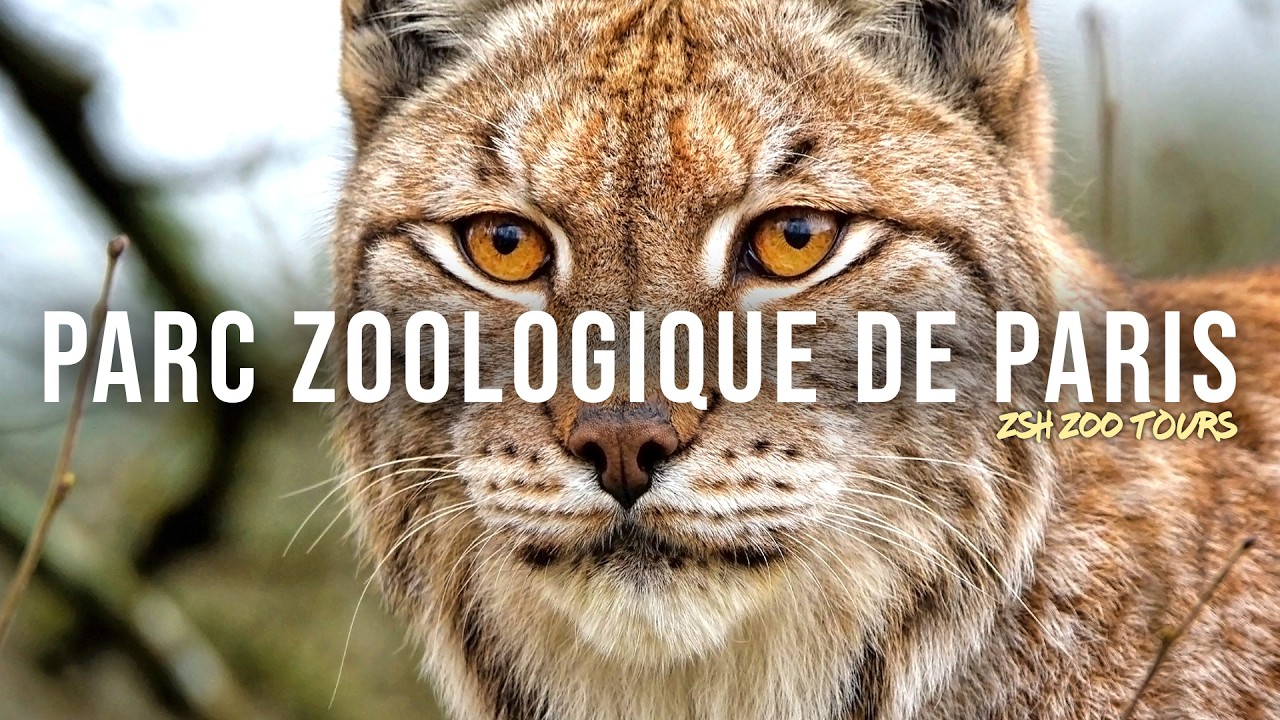 Parc Zoologique de Paris Zoo Tour | Paris Zoo