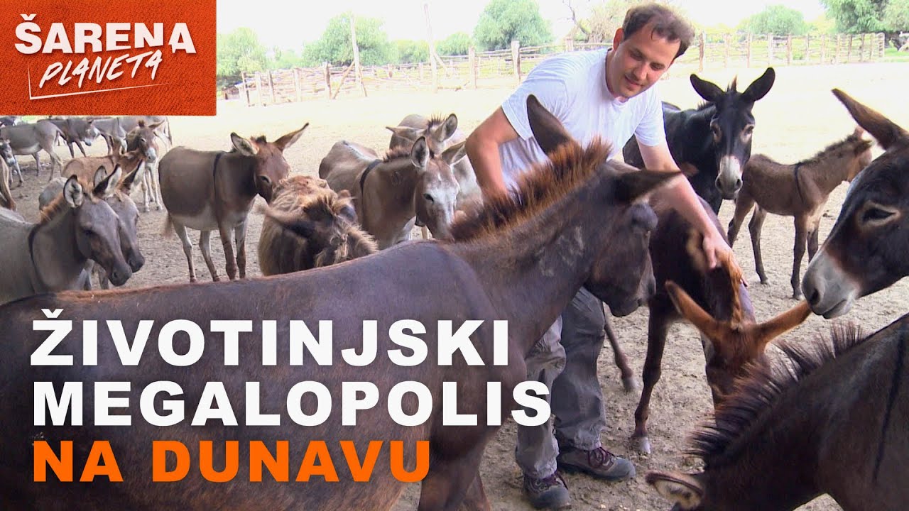 Andrija Jurašin  - ŽIVOTINJSKI MEGALOPOLIS NA DUNAVU