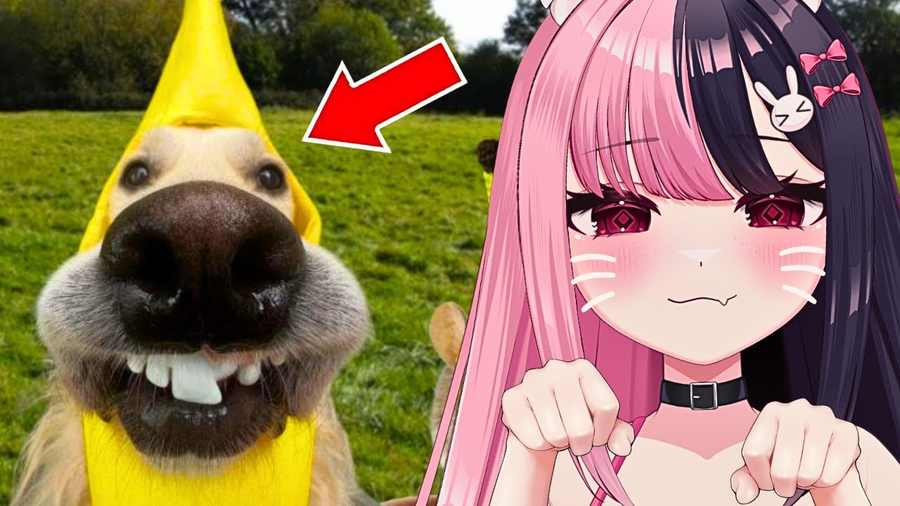 Самое милое видео в интернете?! Реакция на очаровательных животных 🐶🐱