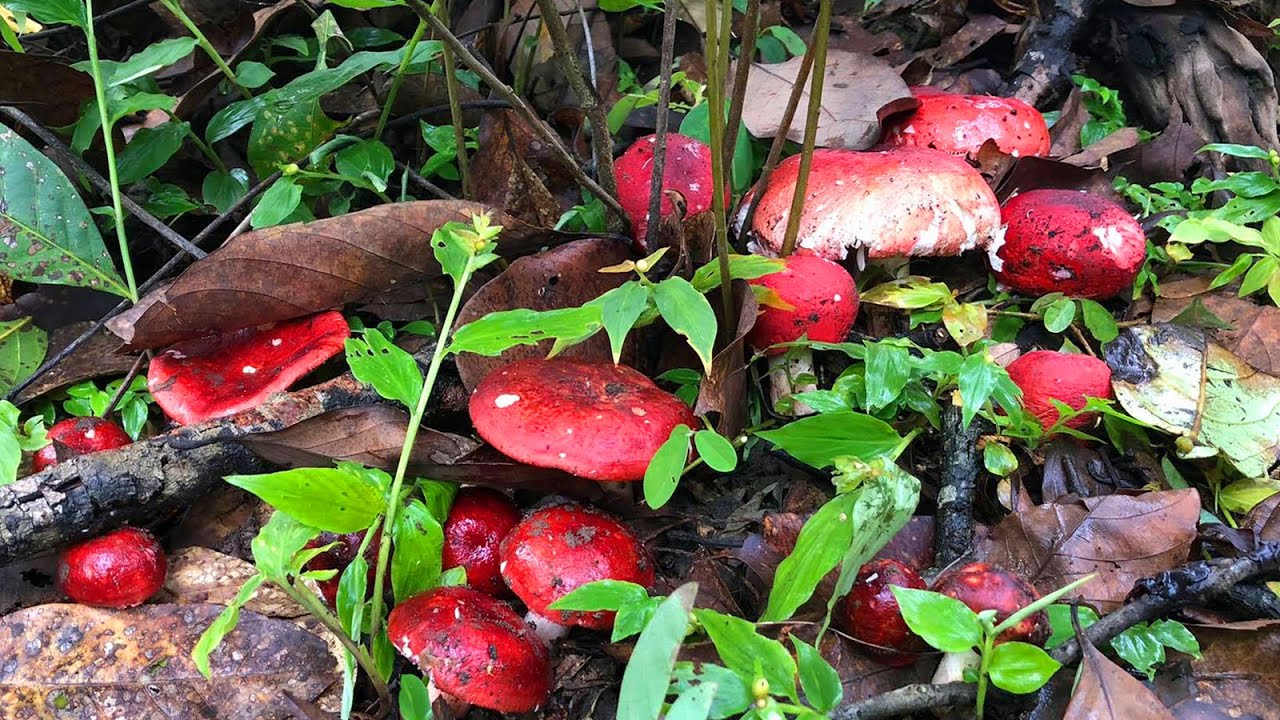 เก็บเห็ดก่อแดง,เห็ดผึ้งนกยูง,เป็นอีกวันที่ได้เห็ดงามๆ เต็มต่าคือเก่า!!!