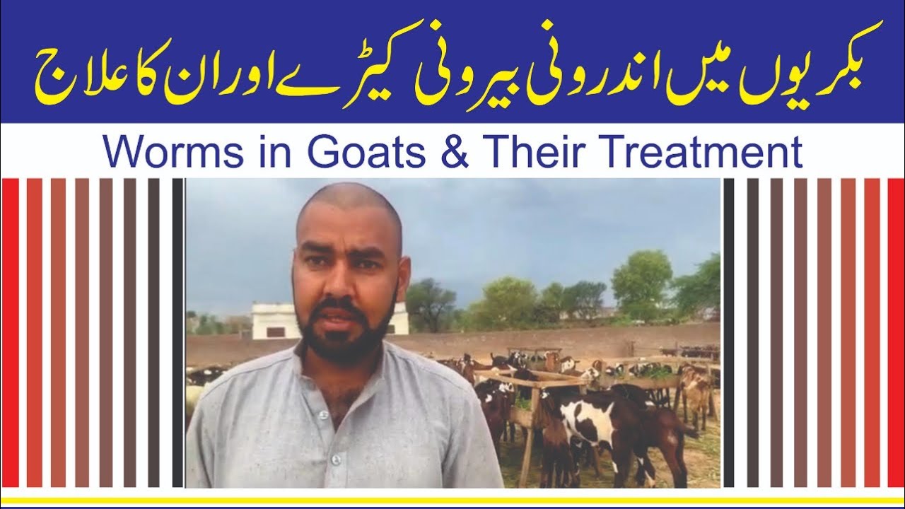 Goats De-worming // بکریوں میں پیٹ کے کیڑے