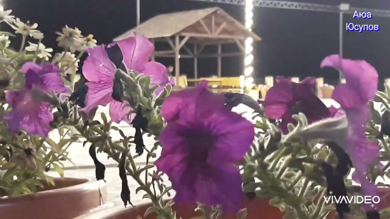 Вечерняя 
