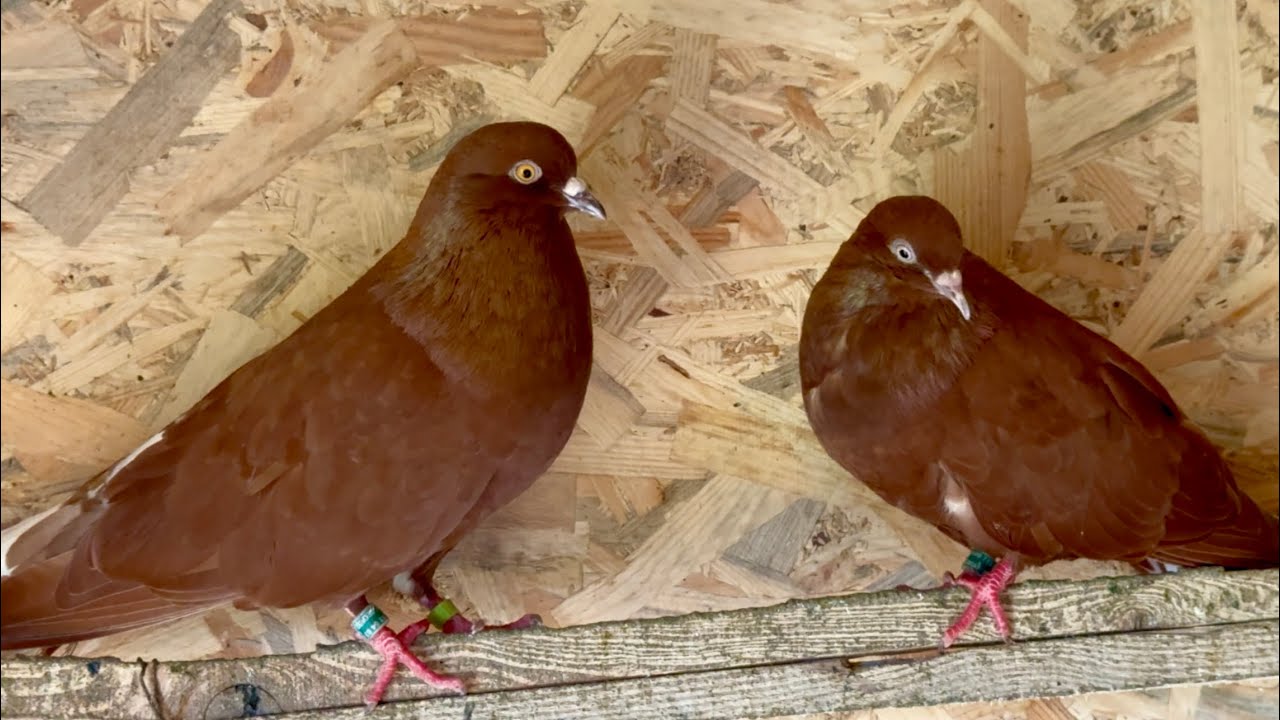 ОДИН ДЕНЬ ИЗ ЖИЗНИ ГОЛУБЕВОДА 🕊️