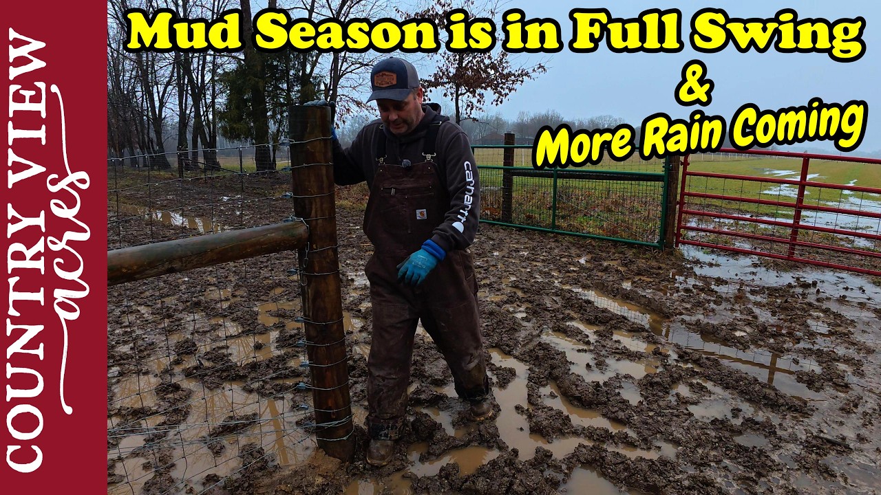 We've Got So Much Rain, and It Is Just Starting.  Getting Barn Ready for Lambing Season