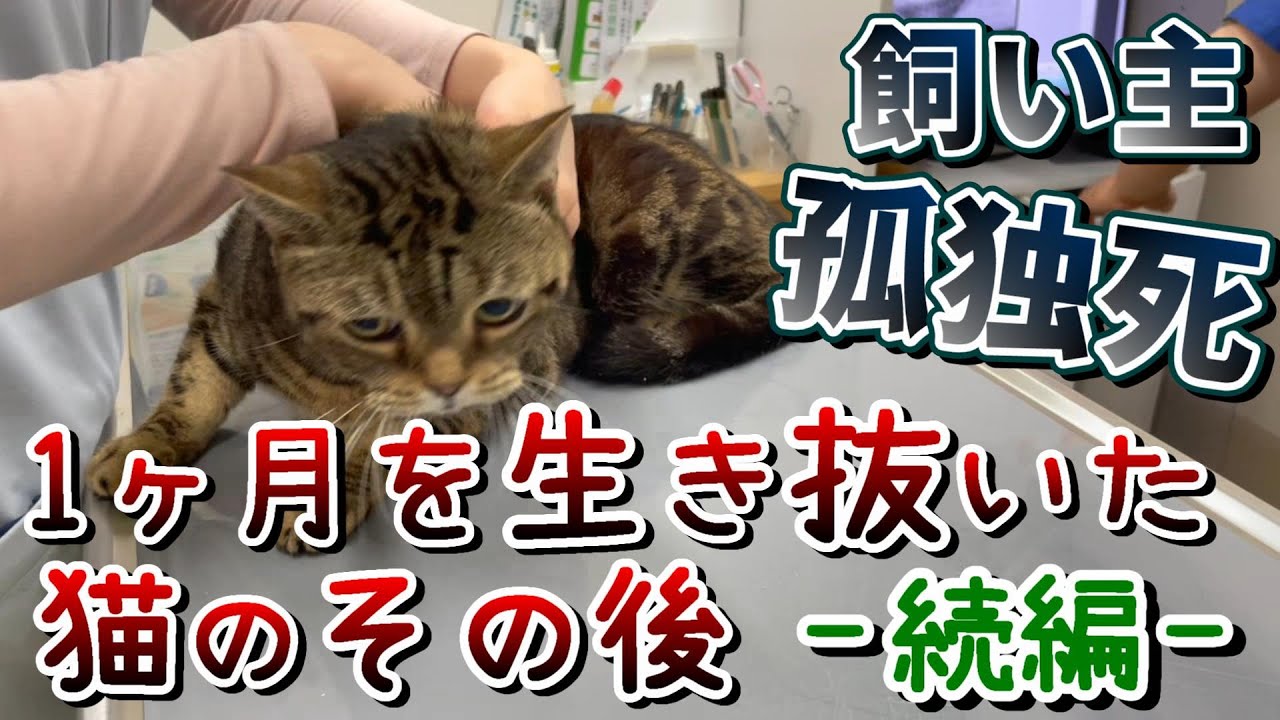 【孤独死】遺体と1ヶ月～生き抜いた猫の今～ ：７１７