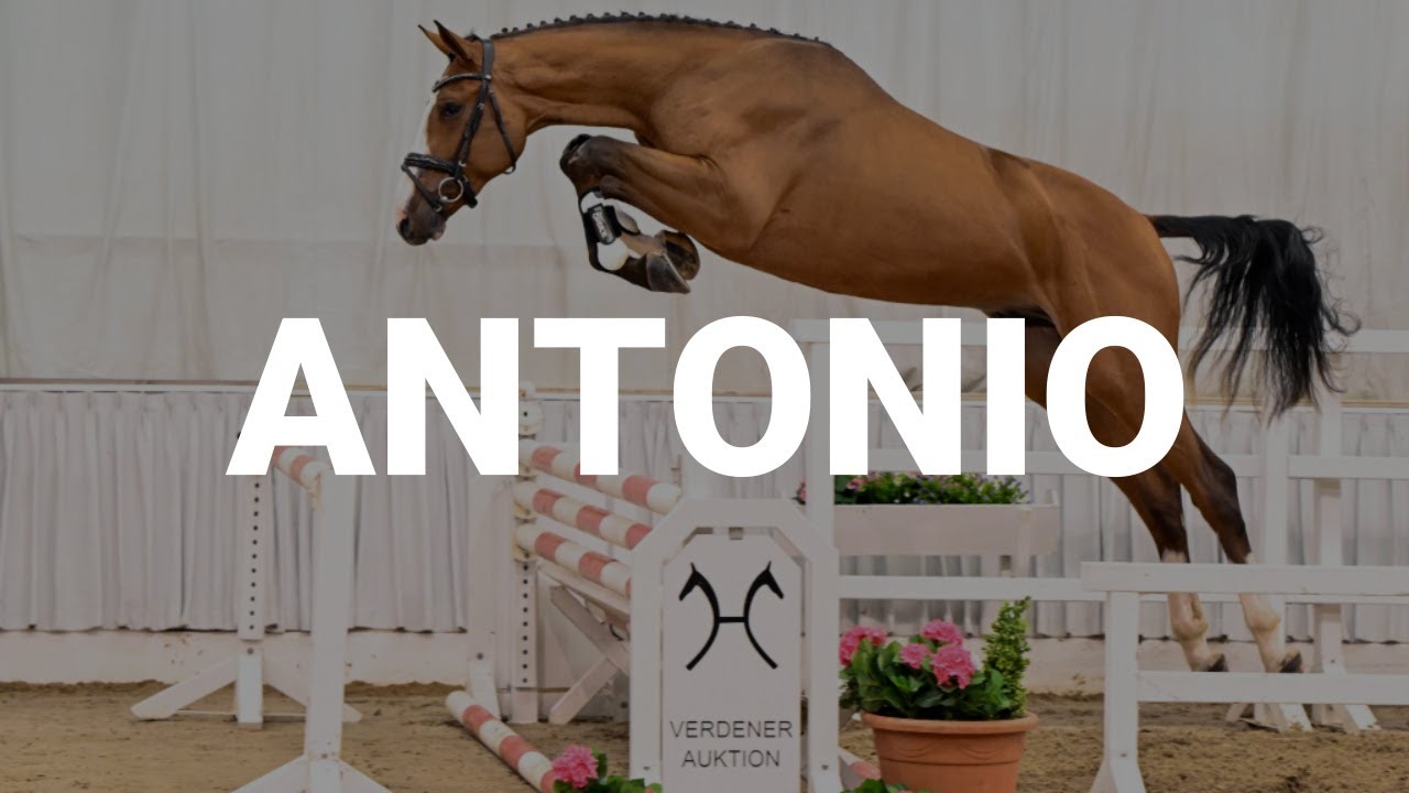 Antonio *2021 by Aganix du Seigneur - Eldorado van de Zeshoek | Sosath Stallions 2024