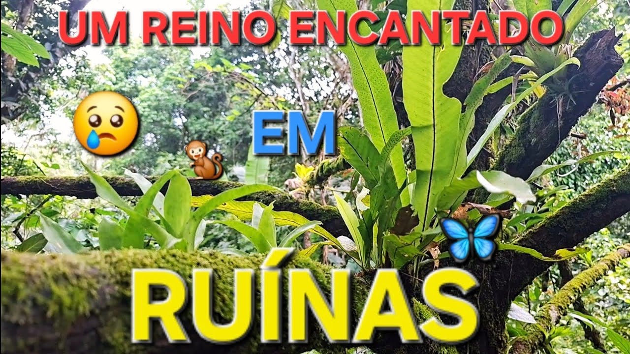 O reino das plantas em ruínas lindas plantas árvores caídas #plantas #jardim #flores 