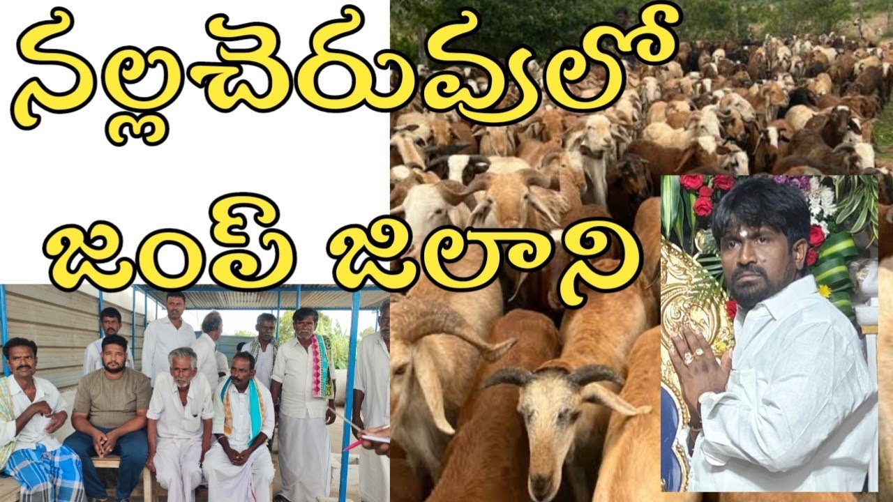 నల్లచెరువులో మండల కేంద్రంలో గొర్రెల యజమానులు లబోదిబో