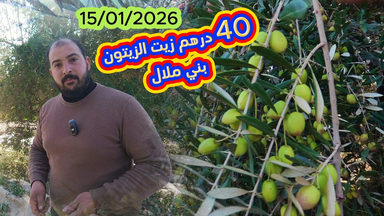 الزيتون باقي أخضر من إغرم العلام وزيت الزيتون 40 درهم من معصرة أيوب العصرية  بني ملال 15/01/2026