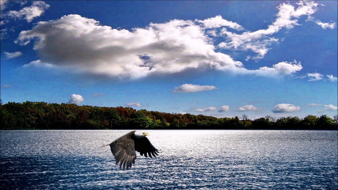 Adler flieg hinaus ...
