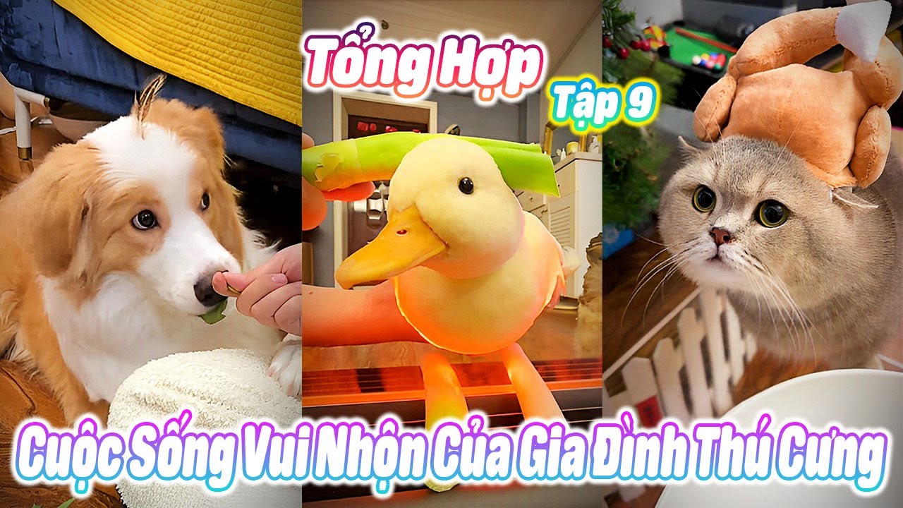 Tổng Hợp Cuộc Sống Vui Nhộn Của Gia Đ&igrave;nh Th&uacute; Cưng Tập 9 #th&uacute;cưng #vậtnu&ocirc;i #funny #pets #cat #cute