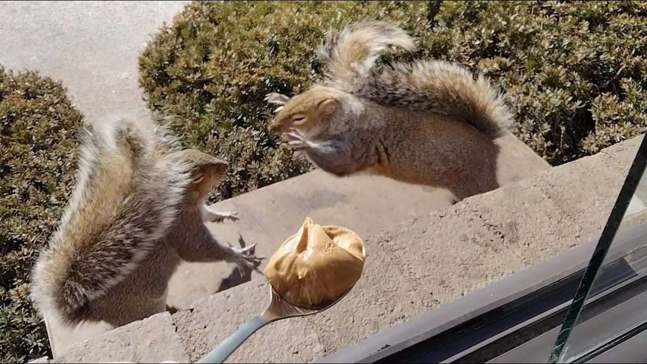 This turns squirrels into maniacs