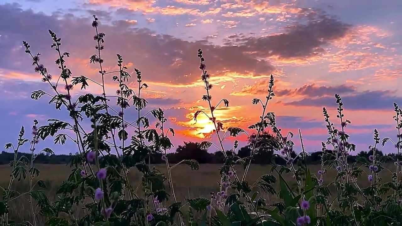 Amazing sunrise_ Beautiful flowers nice picture.