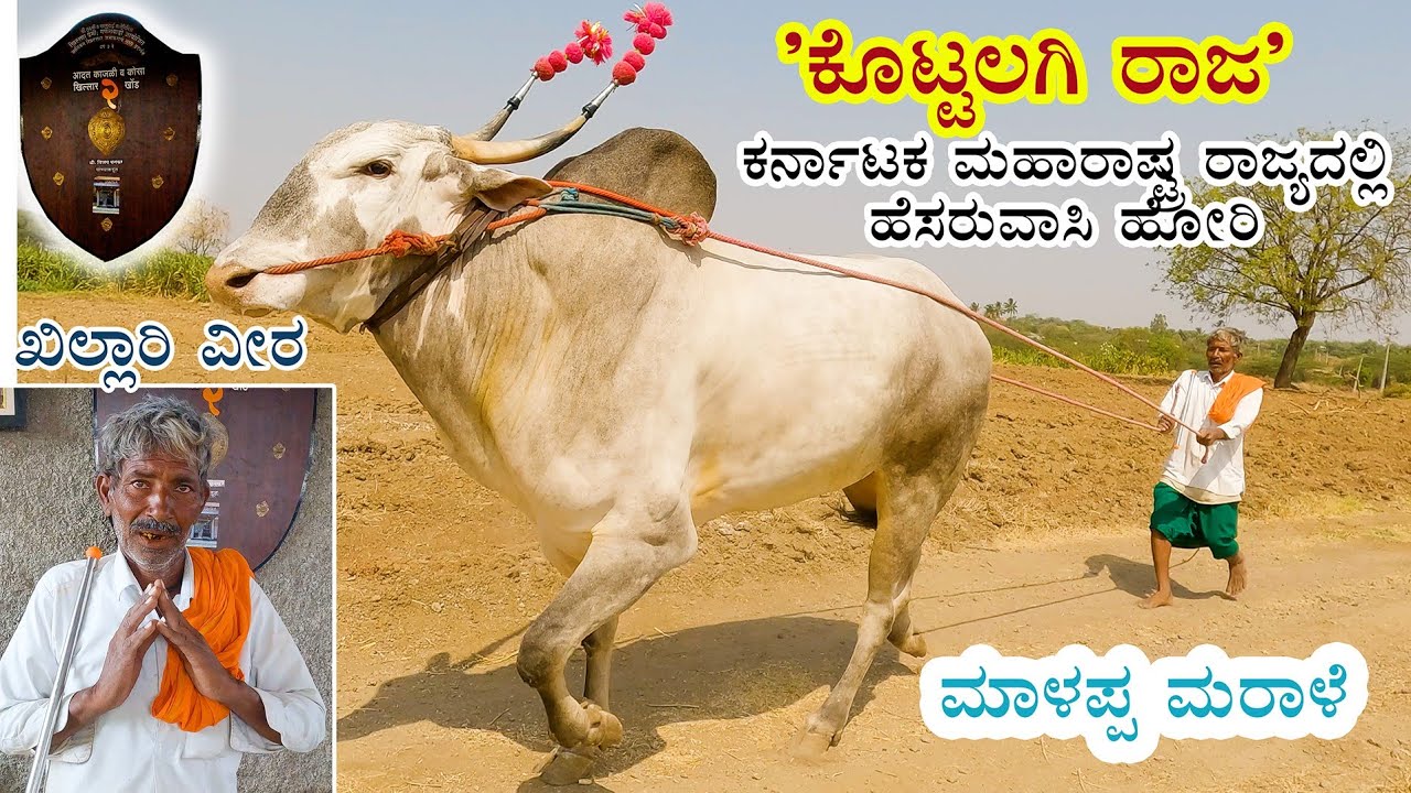 Famous Khillari breeder Malappa Marale with his bull - Raja the King