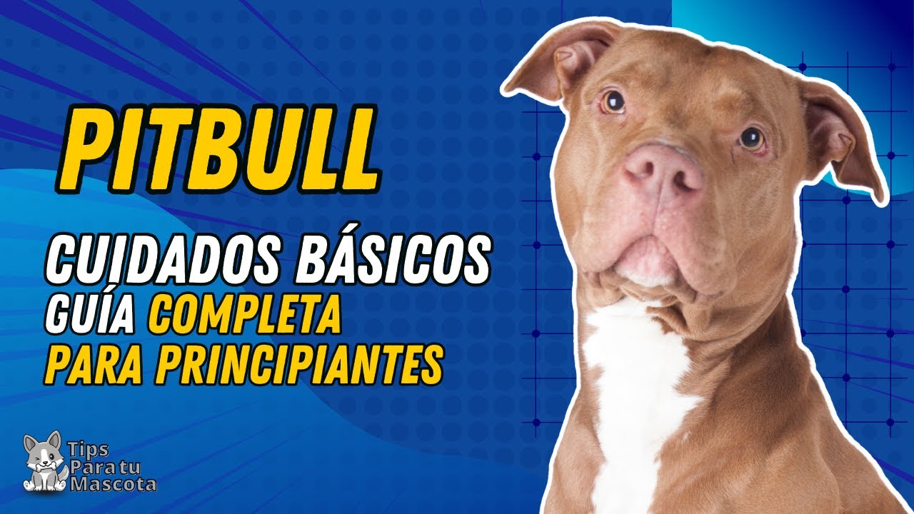 🐾🐶CUIDADOS PARA TU PITBULL