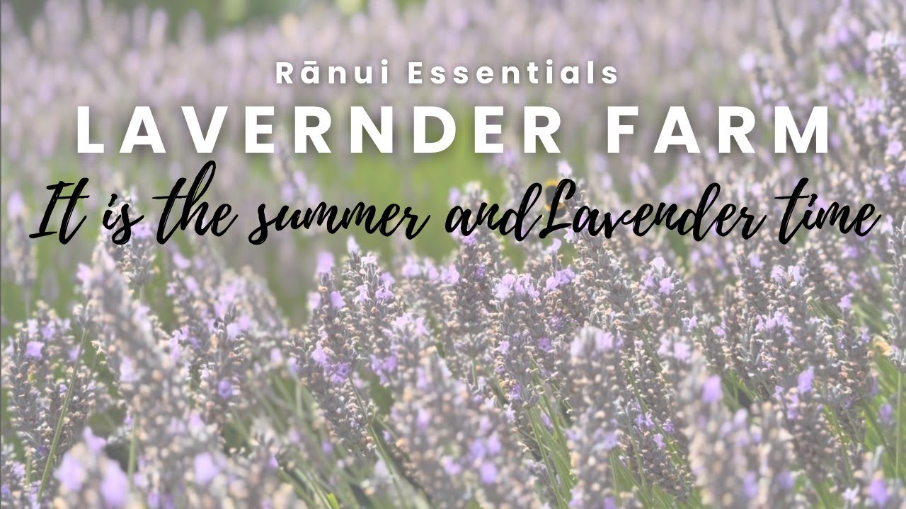 Summer and it is the Lavender time - Ranui Essentials Lavender Farm
