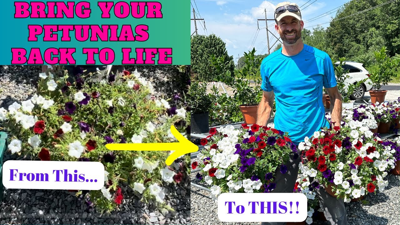 Petunia Care...Revitalize Your Petunias and Bring Them Back to LIFE!!!