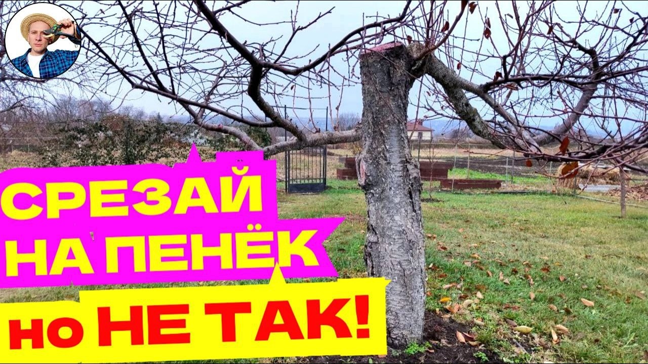 УКОРАЧИВАНИЕ НА ПЕНЕК Старых Деревьев: Метод Спасти Сад