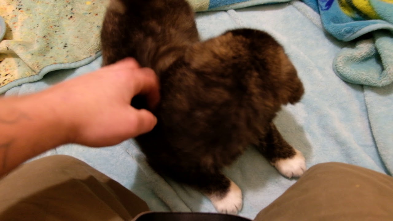 Asian Bear's Asian Bear Dog Ren 40 days old Tibetan Mastiff Akita hybrid