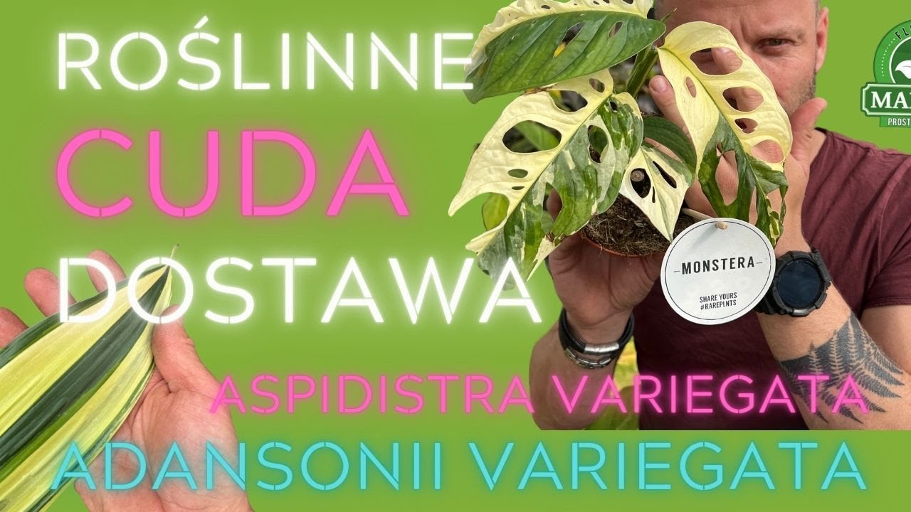 MONSTERA ADANSONII VARIEGATA i Aspidistra w dwóch kolorach💎