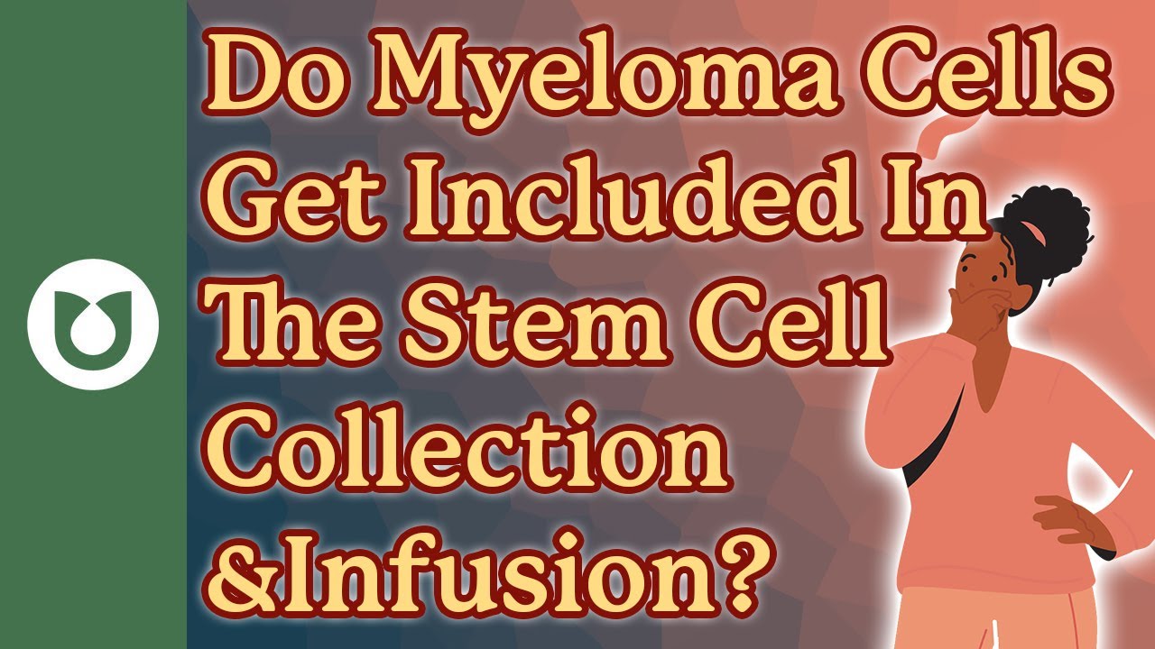 Do myeloma cells get included in the stem cell collection and infusion during ASCT? #myeloma