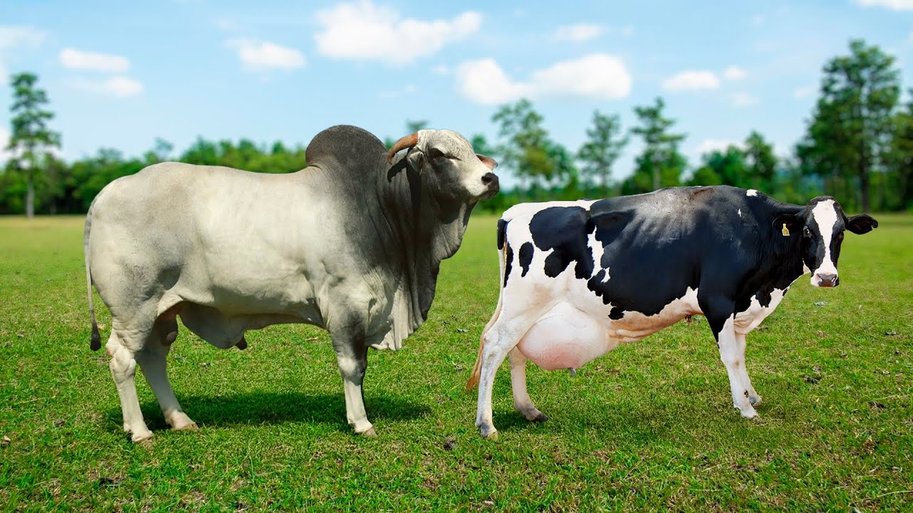 QUANDO TOURO NELORE CRUZA COM VACA HOLANDESA O QUE ACONTECE?