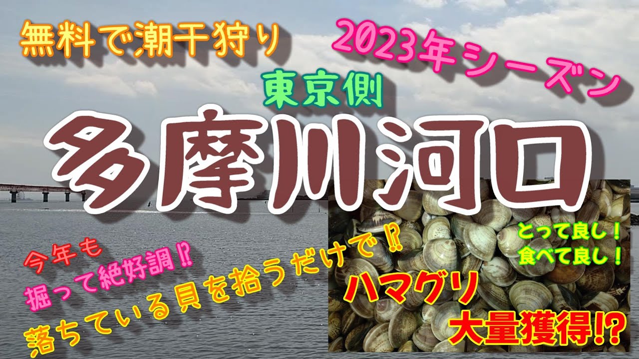 2023年潮干狩りシーズン多摩川河口【無料】で潮干狩りをしました