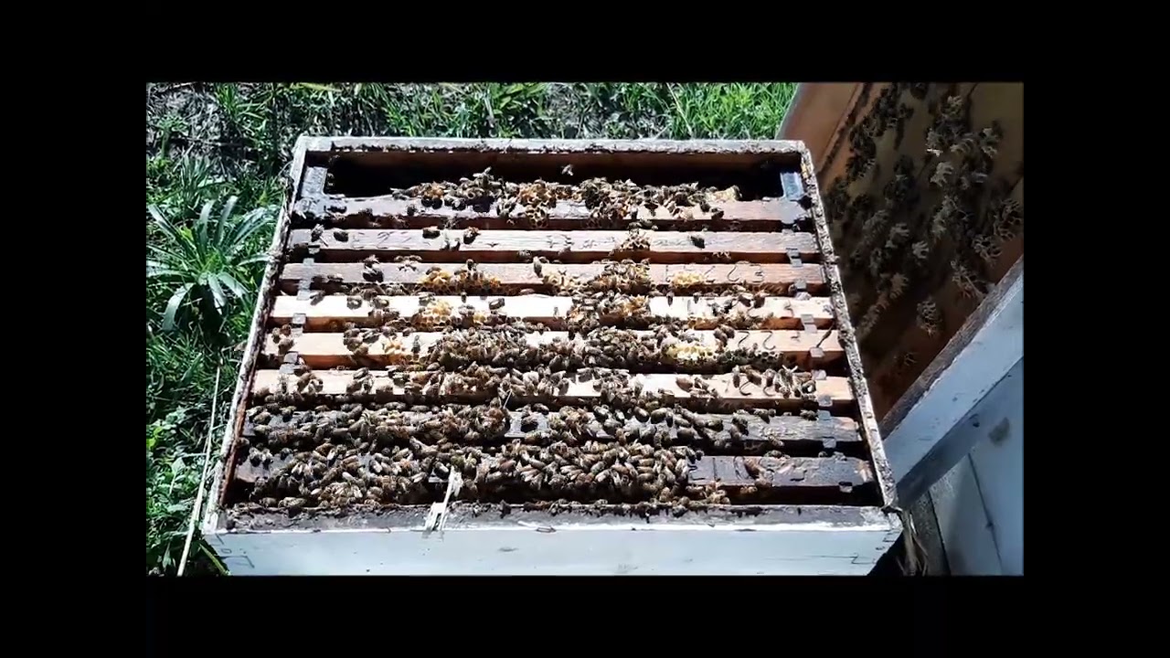 Preparación de la colmena para la invernada. 👉 Bloqueo de Camara (que es, para que y como se hace)🐝