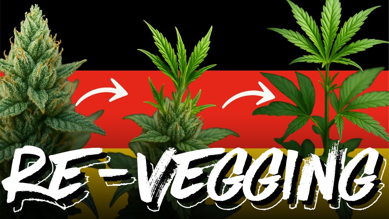 🌱Re-Veg Cannabis leicht gemacht 🔄 Von der Bl&uuml;te zur&uuml;ck ins Veg &ndash; Schritt f&uuml;r Schritt