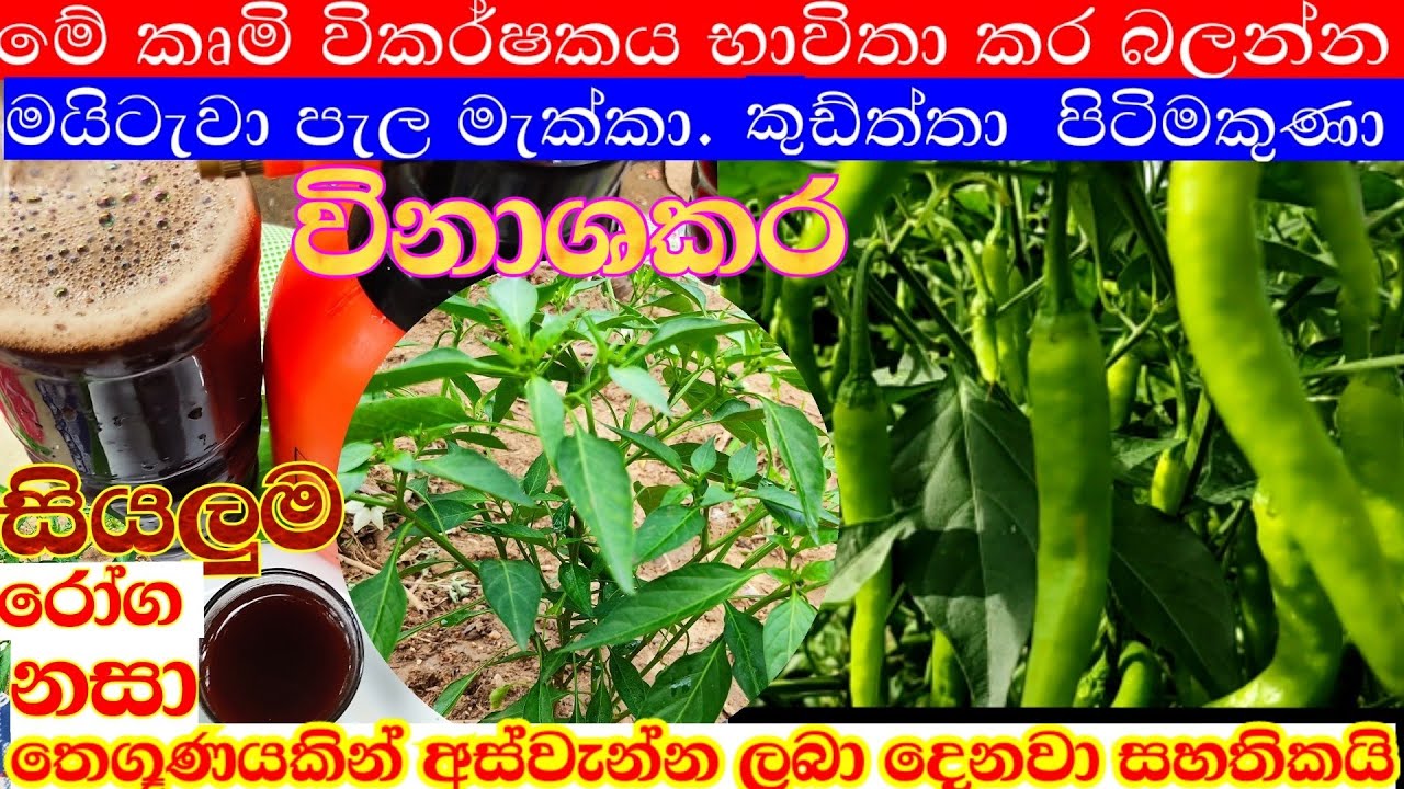 මේ කෘමි විකර්ෂකය මිරිස් වගාවට භාවිතා කර සියලුම රෝග නසාලන්න
