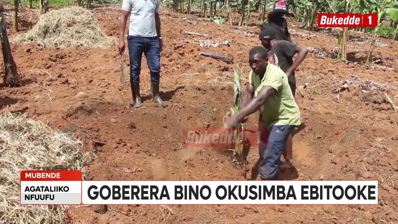 Agataliikonfuufu Ensigo GOBERERA BINO NGA OSIMBA EBITOOKE