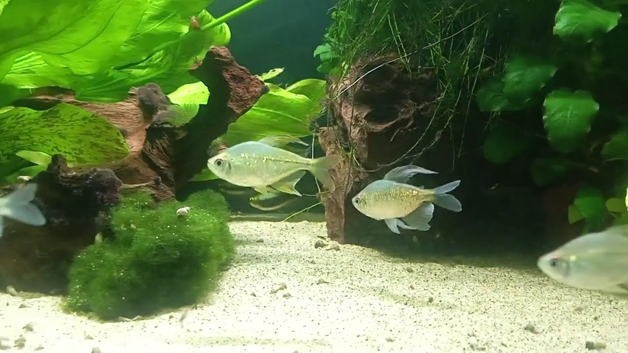 200 Liter Aquarium