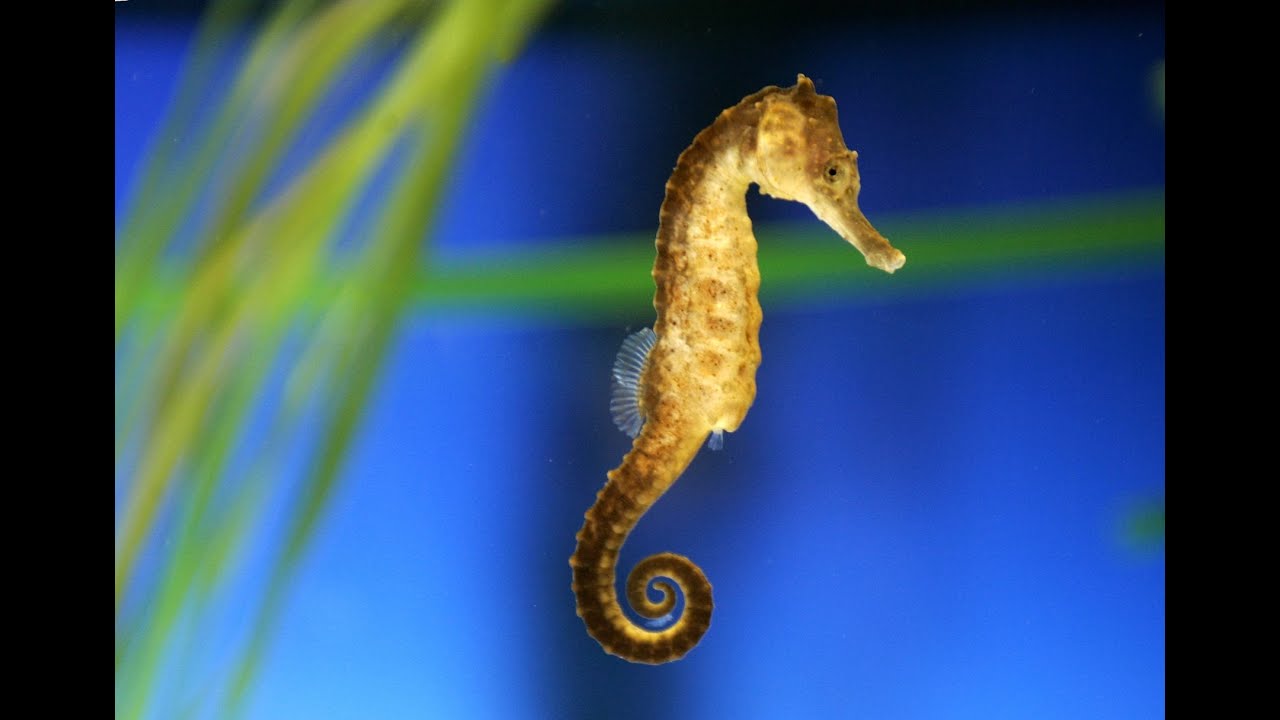 Seahorses