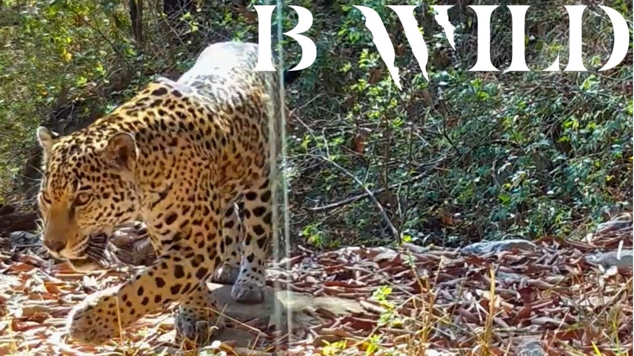 Desde la Sierra Madre Oriental: La Fauna de Nuevo León en su Esplendor