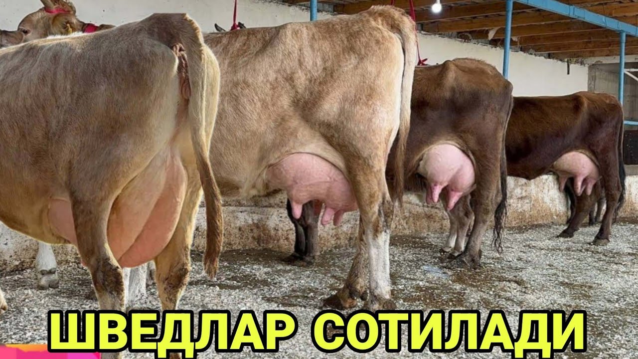 САРВАР БЕКДАН N¹ СУТЛИ ШВЕД СУТДОР ТИГДОР СИГИРЛАР СОТИЛАДИ SOTILADIGON SIGIRLAT NARXI 26 ноября