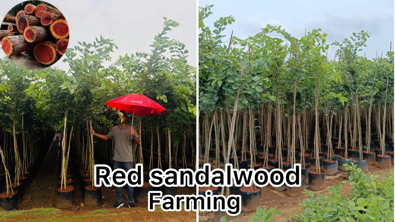Red sandalwood tree 🌳| Lal Chandan ke khati #redsandalwood 